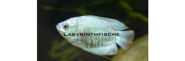 Labyrinthfische