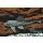 Goldflecken Segelschilderwels - Pterygoplichthys joselimaianus