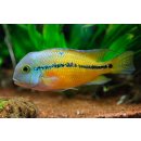 Jaguarcichlide Parachromis managuensis  GOLD