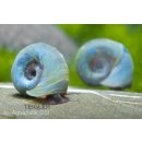 Planorbarius corneus BLUE Blaue Posthornschnecke