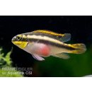 Purpurprachtbarsch - Pelvicachromis pulcher