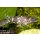 R&uuml;ckenschwimmender Kongowels - Synodontis nigriventris