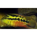 Salvins Buntbarsch - Trichromis salvini - Cichlasoma salvini