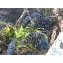 Zebrabuntbarsch Honduras - Amatitlania nigrofasciata