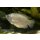Zwergfadenfisch Trichogaster lalia