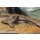 Zweifarbiger Bratpfannenwels-Bunocephalus coracoideus