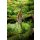 Orinoco Altum Skalar Pterophyllum altum