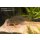Orangeflossen-Panzerwels Corydoras sterbai