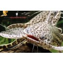 Jaguardornwels Liosomadoras oncinus