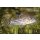 Julii-Panzerwels Corydoras julii