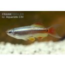 Kardinal-Fisch Tanichthys albonubes