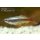 Kardinal-Fisch Tanichthys albonubes