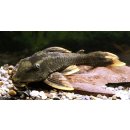 Schlangenkopffisch aquarium - Nehmen Sie dem Favoriten der Redaktion