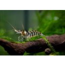 Caridina Babaulti, Zebra shrimp