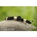 Panda-Schmerle Yaoshania pachychilus 