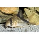 Kopfbinden-Panzerwels Corydoras melini