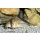 Kopfbinden-Panzerwels Corydoras melini