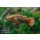 Kammkugelfisch -Rotschwanzkugelfisch Carinotetraodon irrubesco
