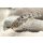 Marmor-Panzerwels Corydoras paleatus
