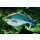 Aquamarin Regenbogenfisch - Melanotaenia lacustris