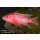 Aulonocara Firefish - Aulonocara spec. Firefish