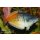 Boesemanns Regenbogenfisch-Melanotaenia boesemani
